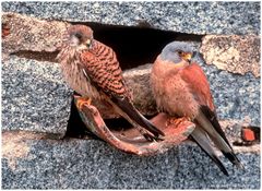 --- Rötelfalken-Paar vor ihrer Bruthöhle --- ( Falco naumanni )