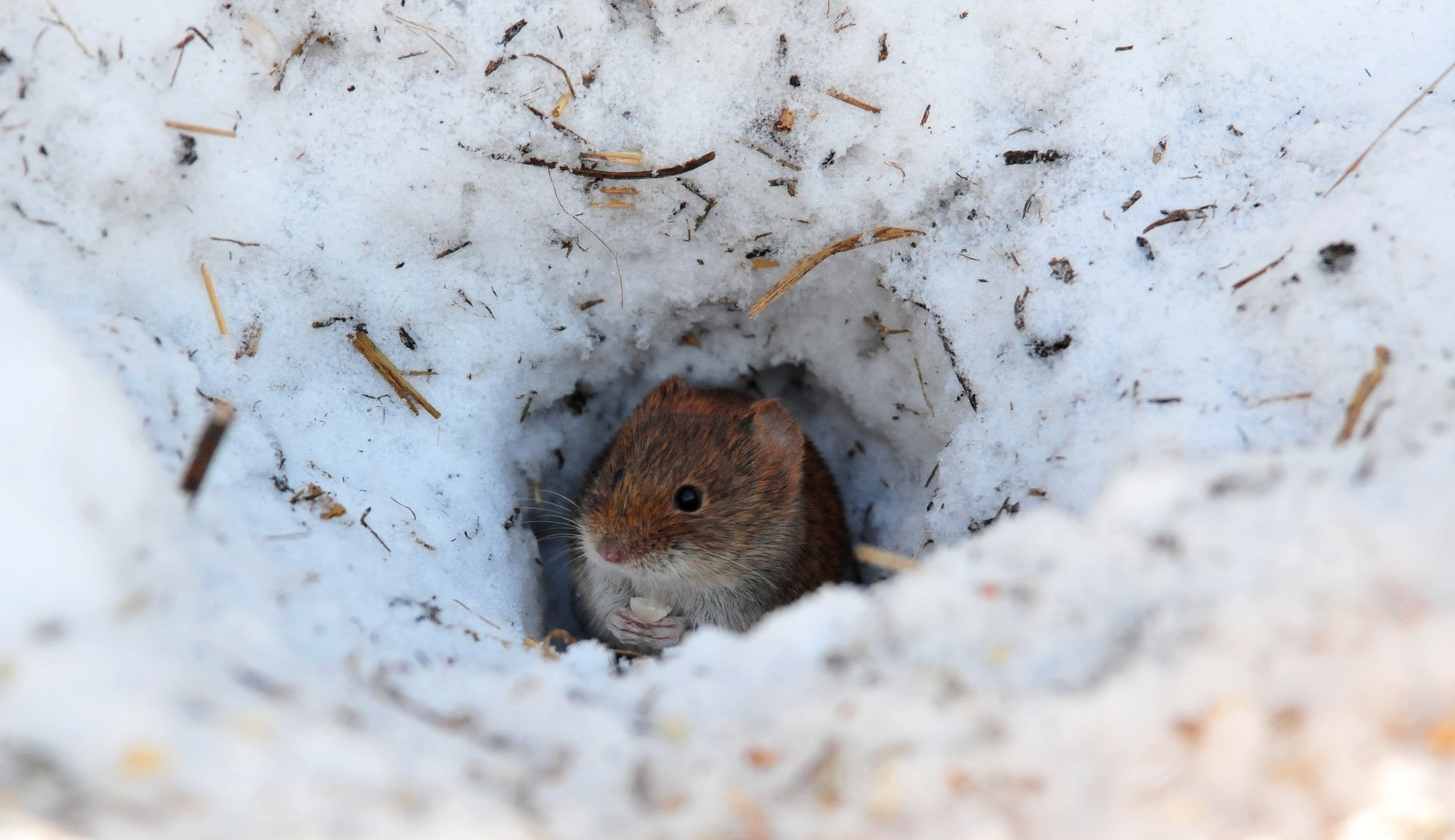 Rötelmäuschen I an der Futterstelle