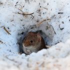 Rötelmäuschen I an der Futterstelle