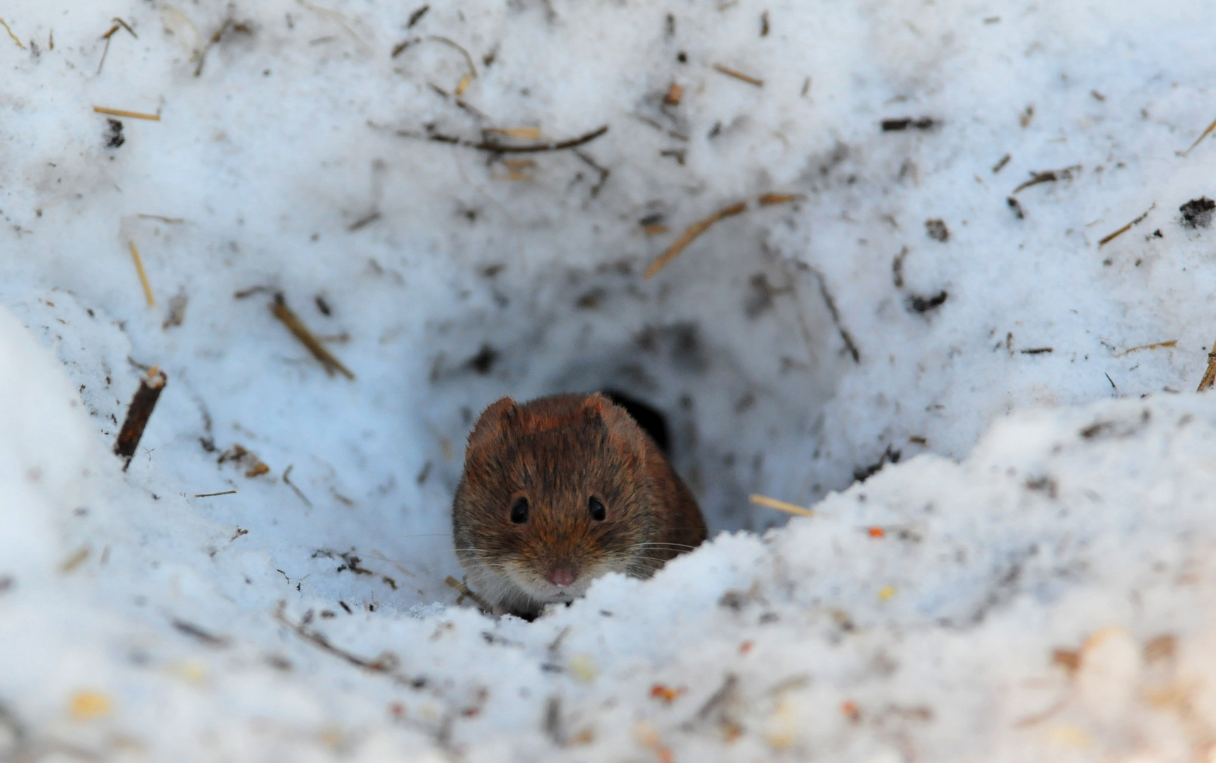 Rötelmäuschen II - an der Futterstelle - gibt's Nachschub?