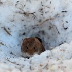 Rötelmäuschen II - an der Futterstelle - gibt's Nachschub?