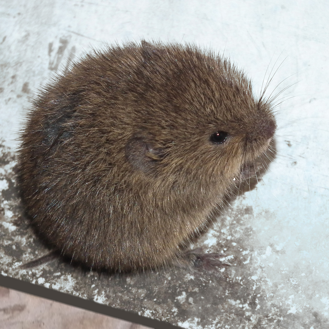 Rötelmaus Foto & Bild tiere, wildlife, säugetiere Bilder auf