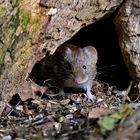 Rötelmaus an der Haustür (Myodes glareolus)