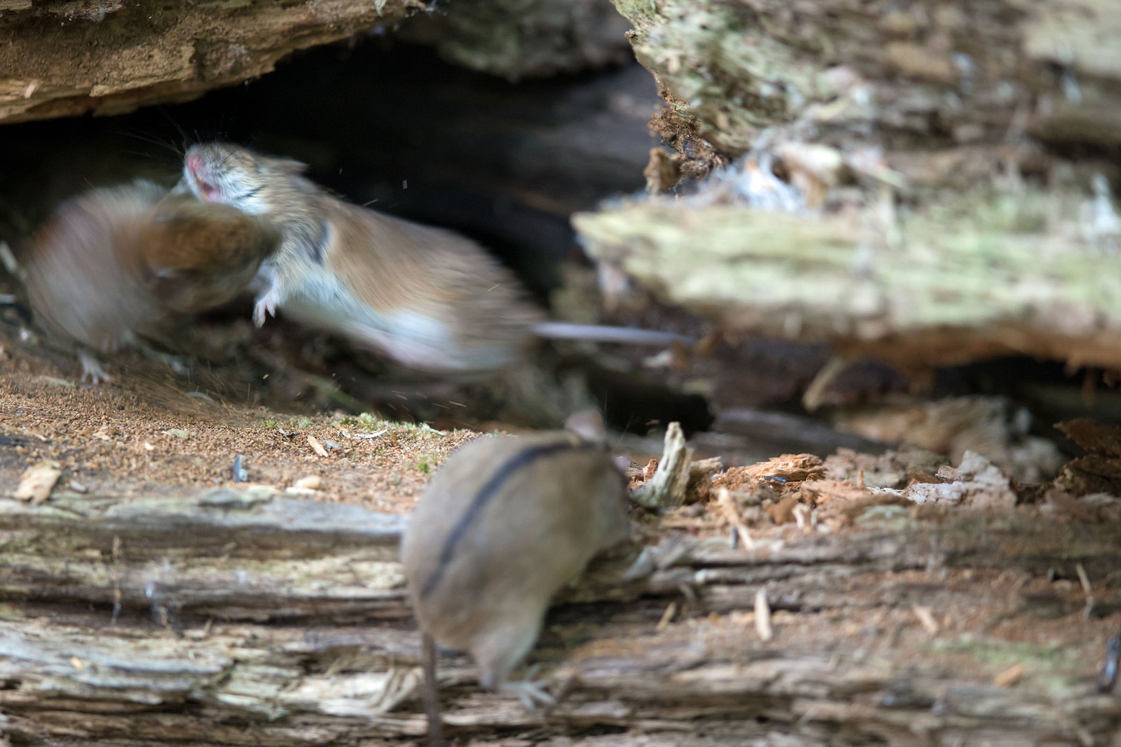 Rötelmaus attackiert Brandmaus