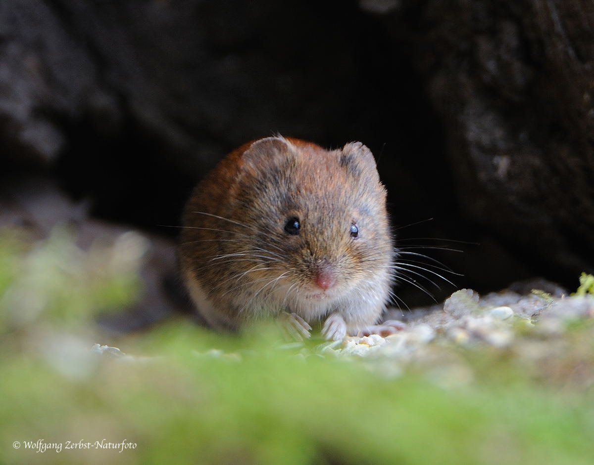 --- Rötelmaus --- ( Clethrionomys glareolus )