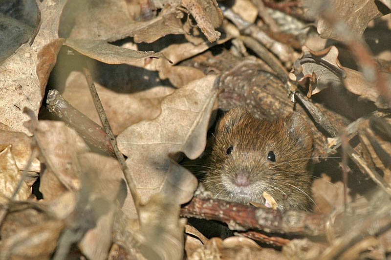 Rötelmaus (Clethrionomys glareolus)