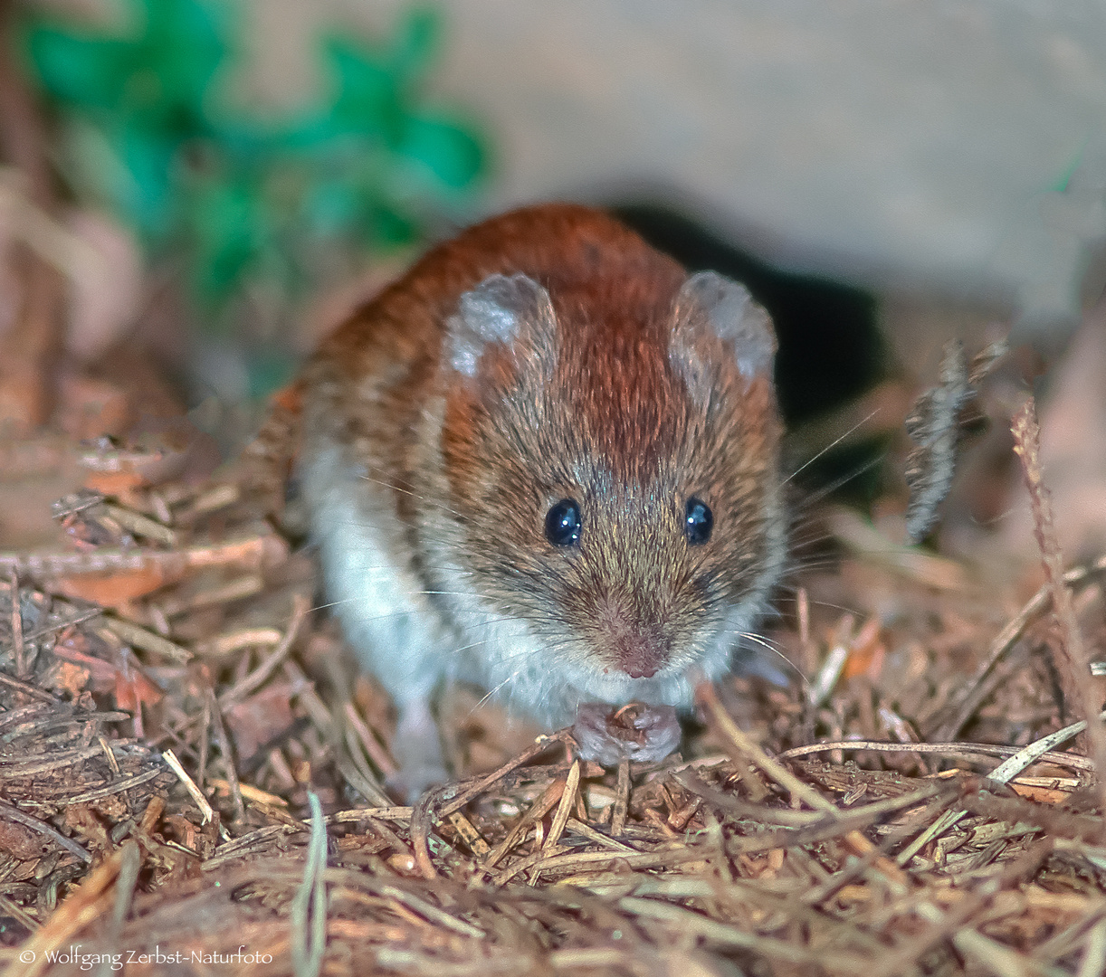  - RÖTELMAUS - (Clethrionomys glareolus )