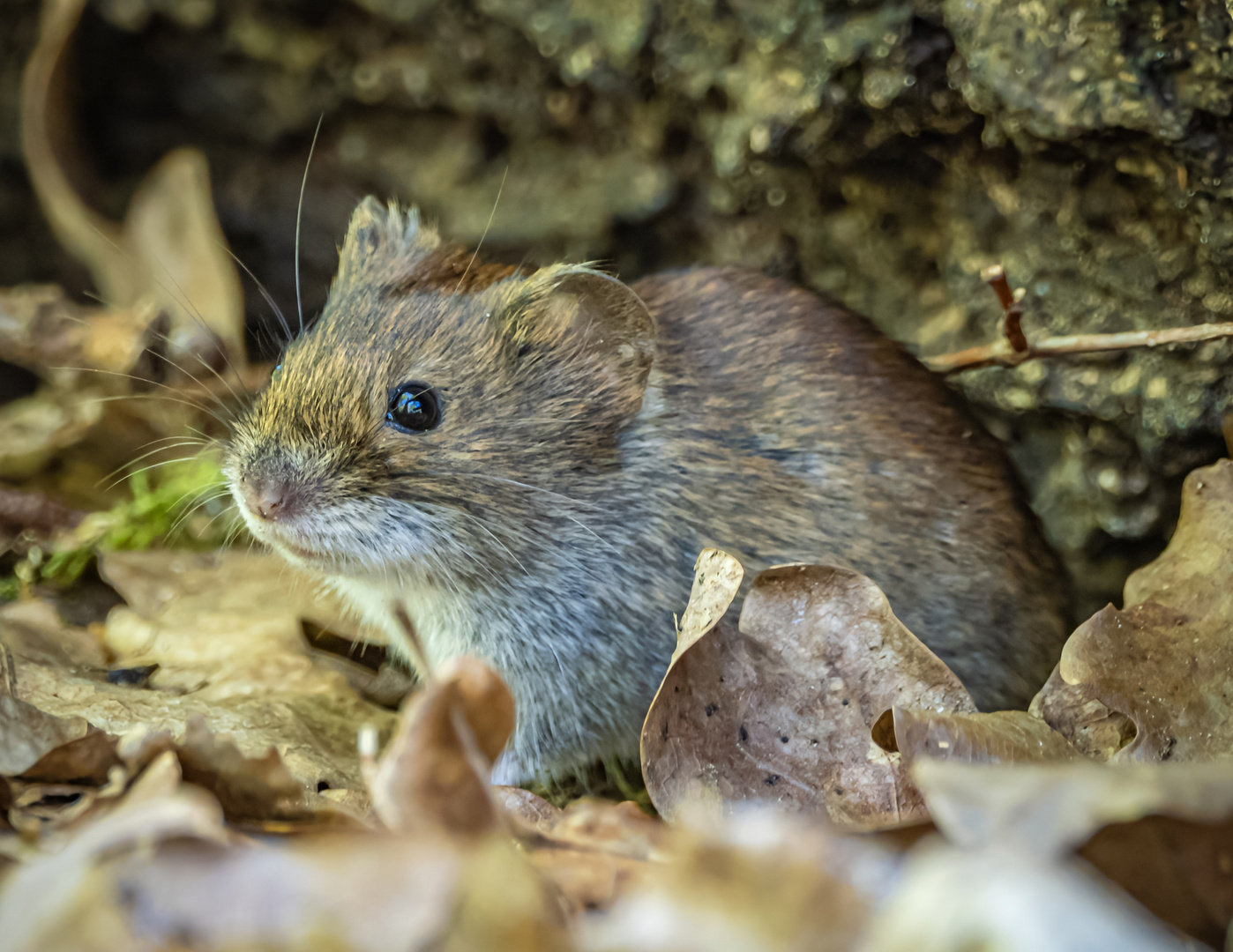 Rötelmaus im Wald