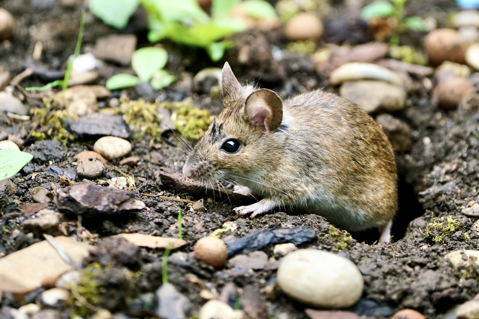 Rötelmaus (Myodes glareolus)