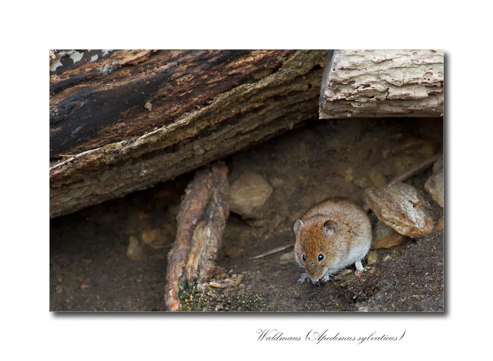 Rötelmaus (Myodes glareolus)