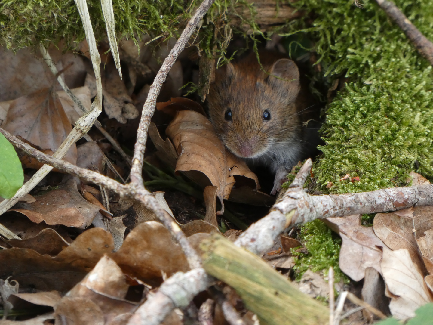 Rötelmaus (Myodes glareolus)