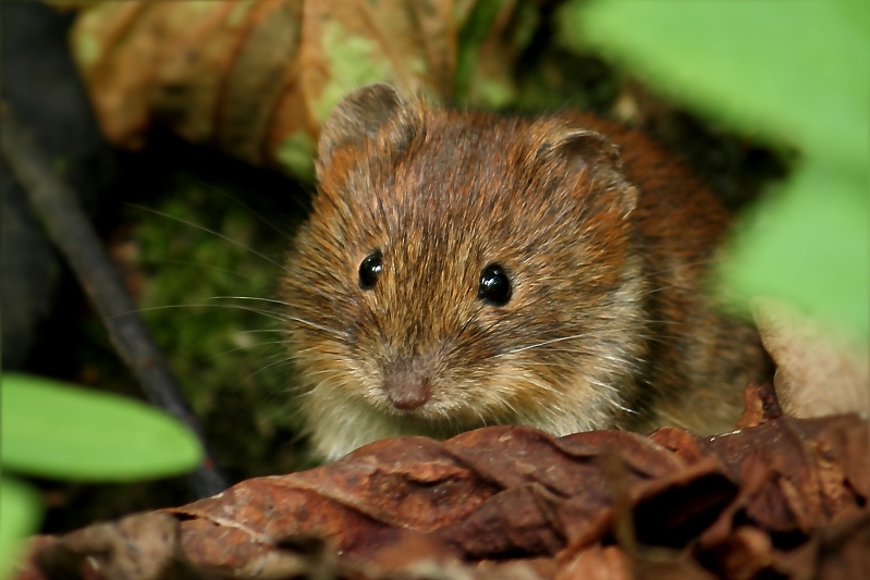 Rötelmaus - Myodes glareolus