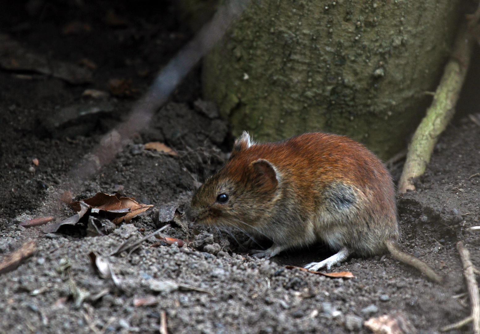 Rötelmaus (Myodes glareolus)