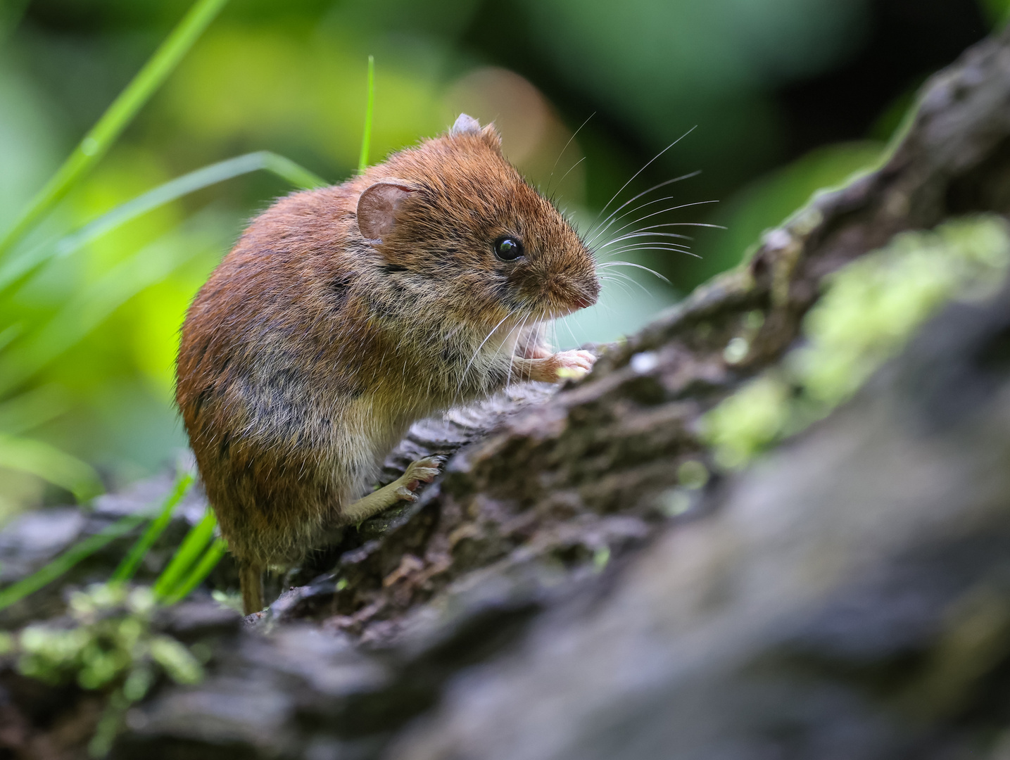 Rötelmaus (Myodes glareolus)