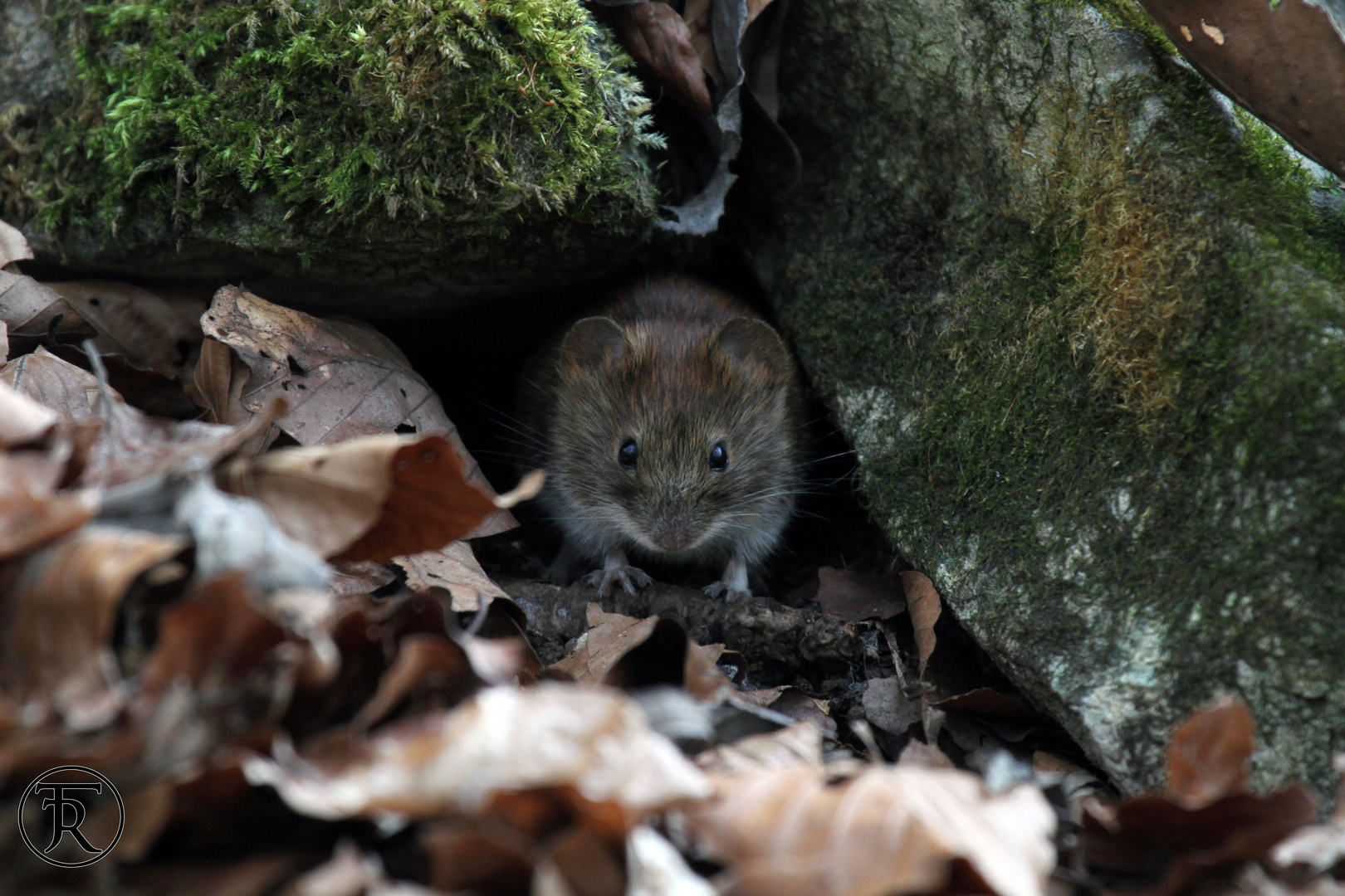 Rötelmaus (Myodes glareolus)