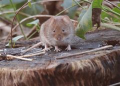 Rötelmaus (Myodes glareolus) klaut heruntergefallenes Vogelfutter