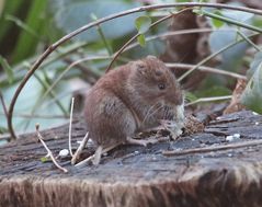 Rötelmaus (Myodes glareolus) klaut heruntergefallenes Vogelfutter