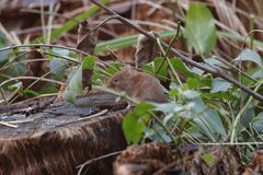 Rötelmaus (Myodes glareolus) klaut heruntergefallenes Vogelfutter
