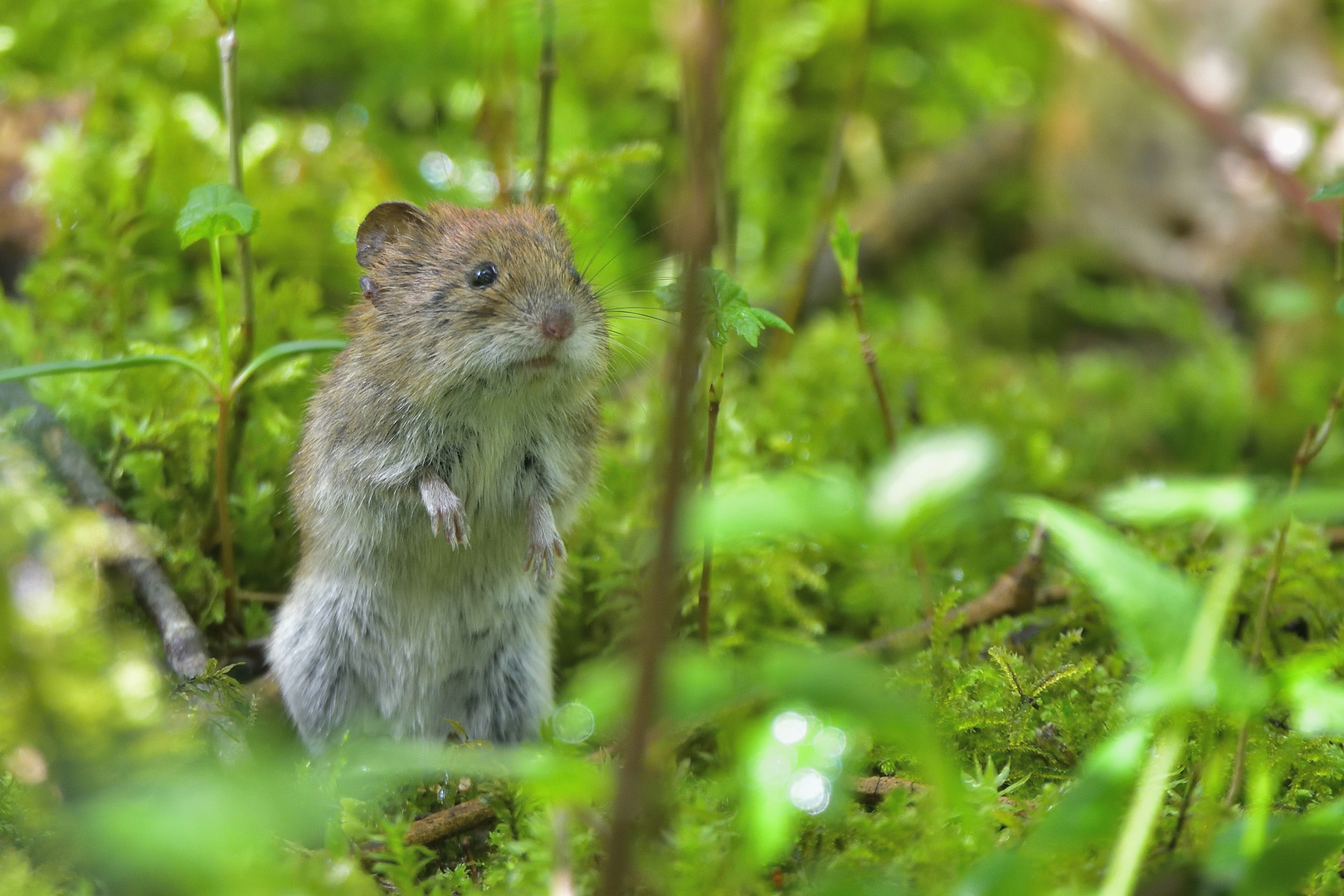 Rötelmaus (Myodes glareolus) - Waldwühlmaus