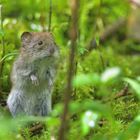 Rötelmaus (Myodes glareolus) - Waldwühlmaus