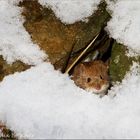 Rötelmaus traut sich auch nicht vor die "Tür"