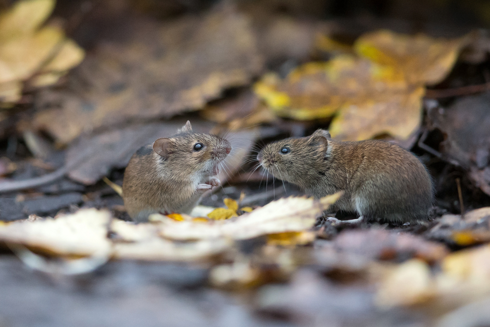 Rötelmaus trifft Brandmaus