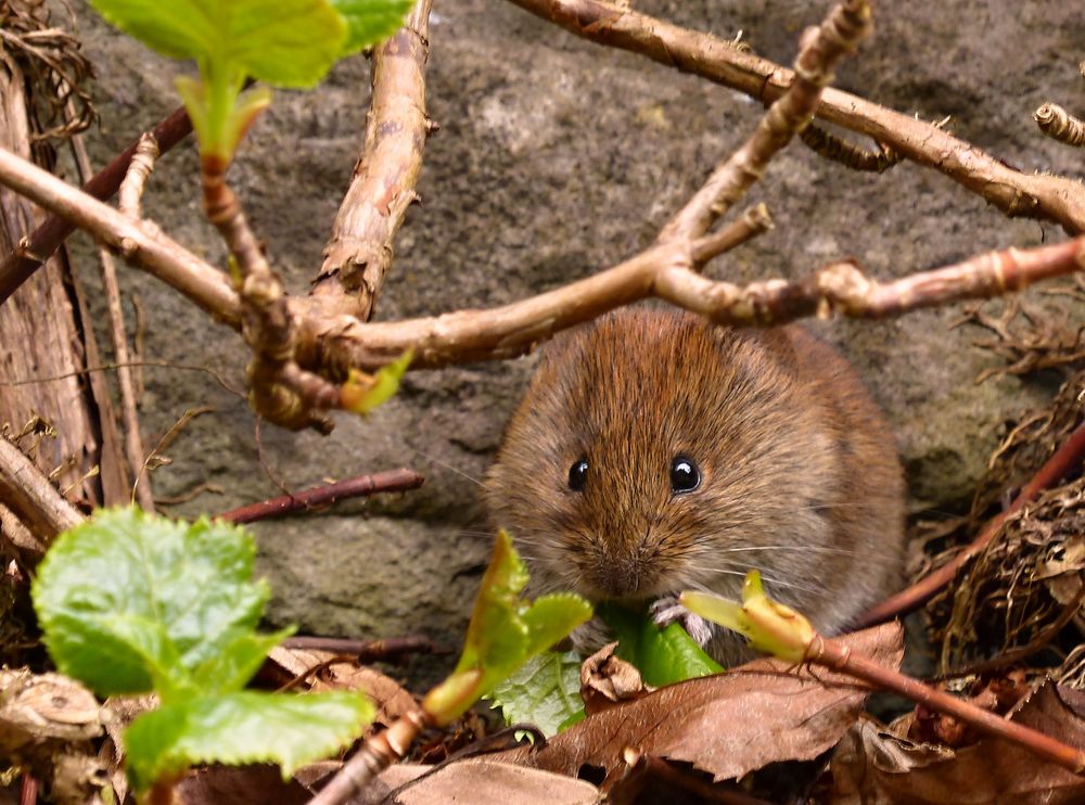 Rötelmaus wildlife