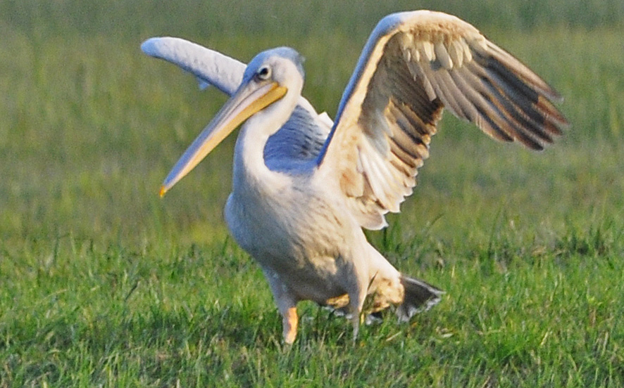 Rötelpelikan in der Fussacher Bucht