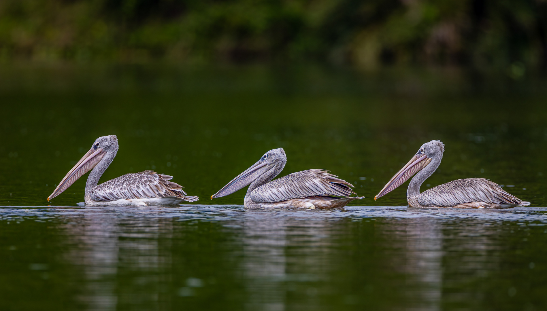 Rötelpelikan (Pink-backed Pelican)