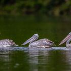 Rötelpelikan (Pink-backed Pelican)