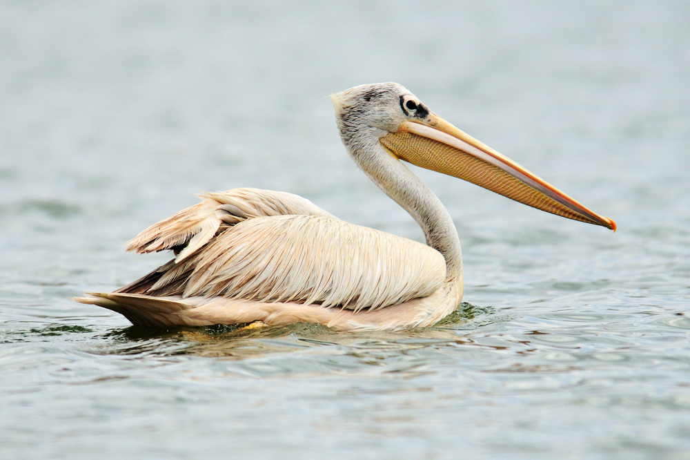 Roetelpelikan / Pink-backed Pelican (Pelecanus rufescens)
