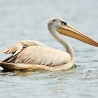 Roetelpelikan / Pink-backed Pelican (Pelecanus rufescens)