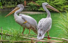 Rötelpelikan Zoo Duisburg