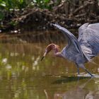 Rötelreiher (Egretta rufescens)