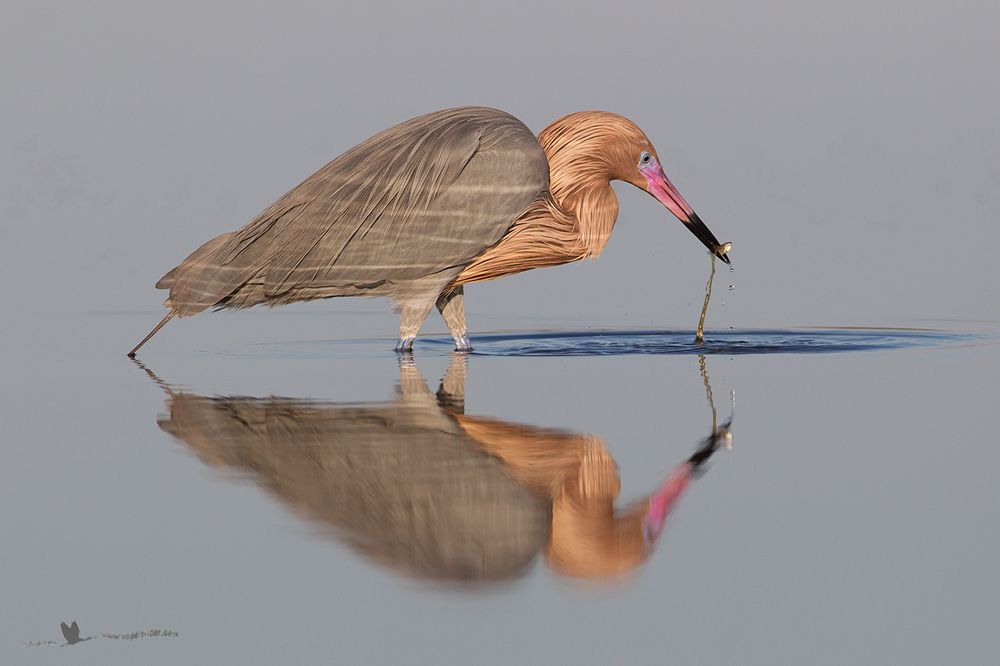 Rötelreiher (Egretta rufescens)