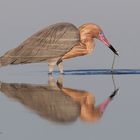 Rötelreiher (Egretta rufescens)