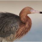 Rötelreiher (Egretta rufescens) ND