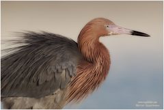 Rötelreiher (Egretta rufescens) ND