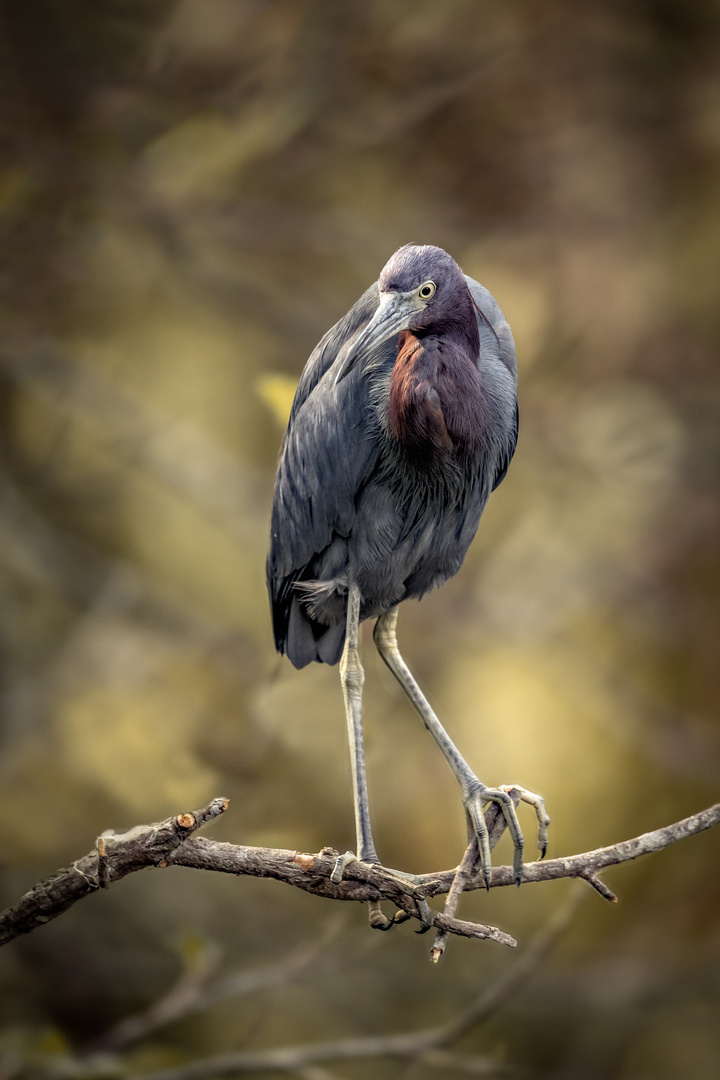 Rötelreiher / Redish Egret