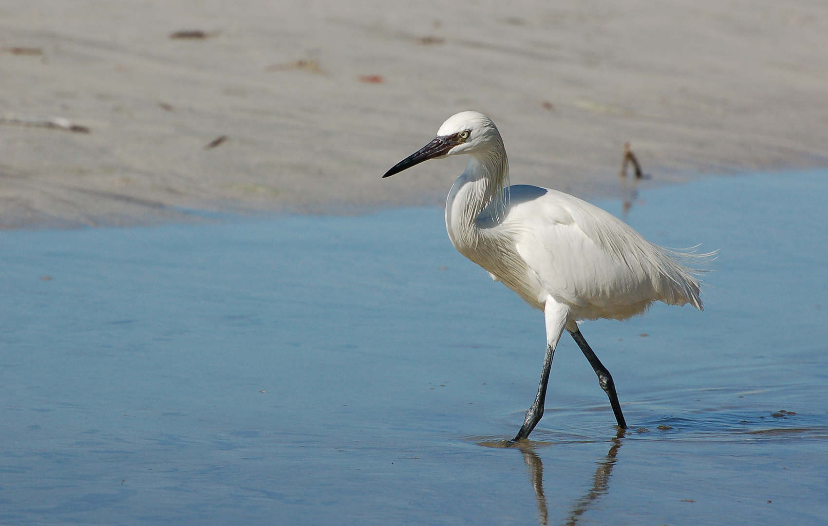 Rötelreiher (white morph)