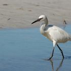 Rötelreiher (white morph)