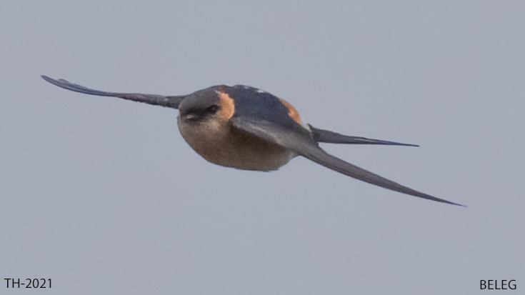 Rötelschwalbe (Cecropis daurica)