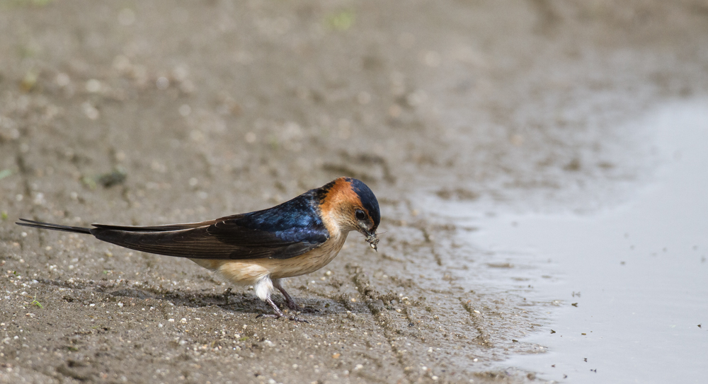 Rötelschwalbe (Hirundo daurica)