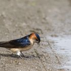 Rötelschwalbe (Hirundo daurica)