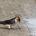 Rötelschwalbe (Hirundo daurica)