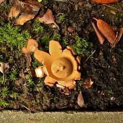 Rötender Erdstern - Geastrum rufescens, Bild 4