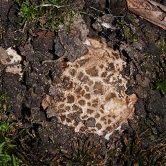 Rötender Erdstern - Geastrum rufescens, Bild 6