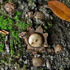 Rötender Erdstern - Geastrum rufescens, Bild 7