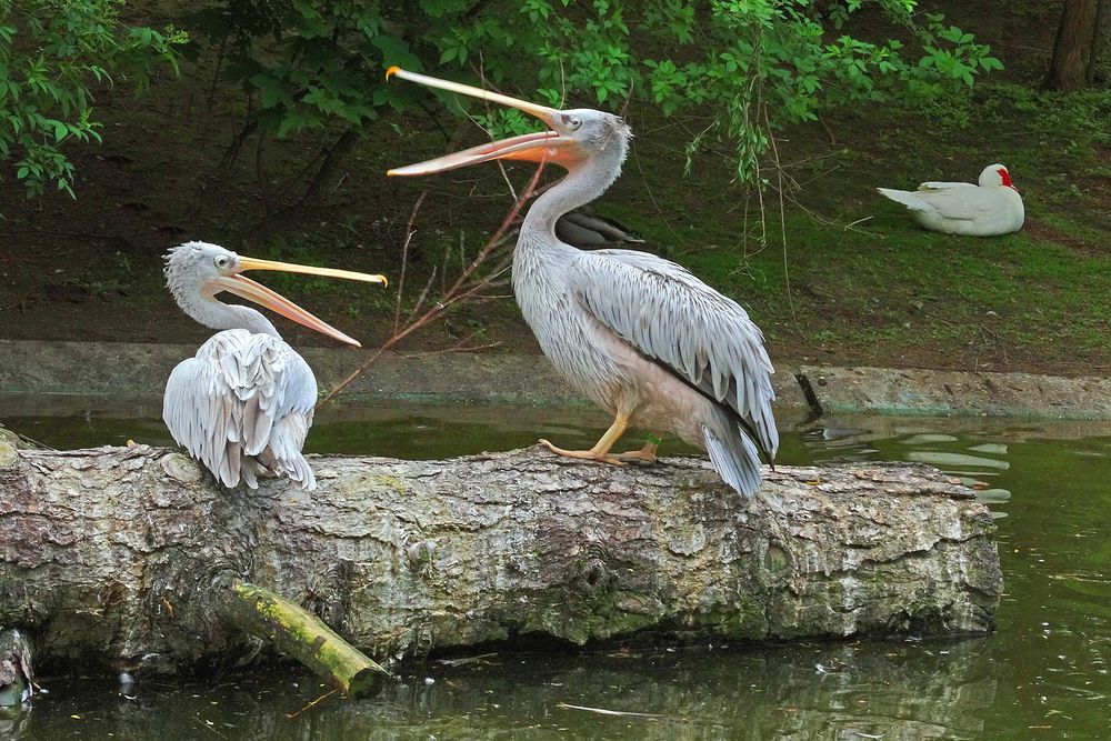 Röthelpelikane im Zoo Neuwied