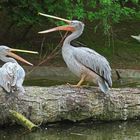 Röthelpelikane im Zoo Neuwied